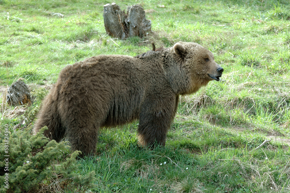 Ours brun, Ursus arctos