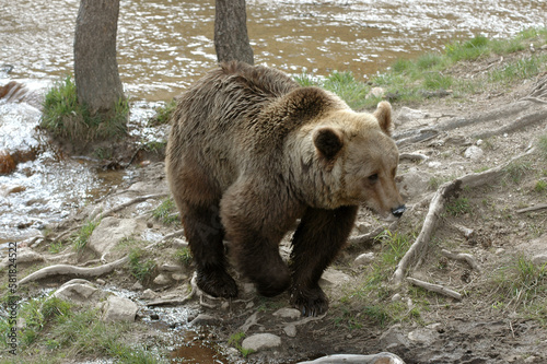 Ours brun, Ursus arctos