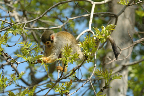 Saimiri, Saimiri sciureus