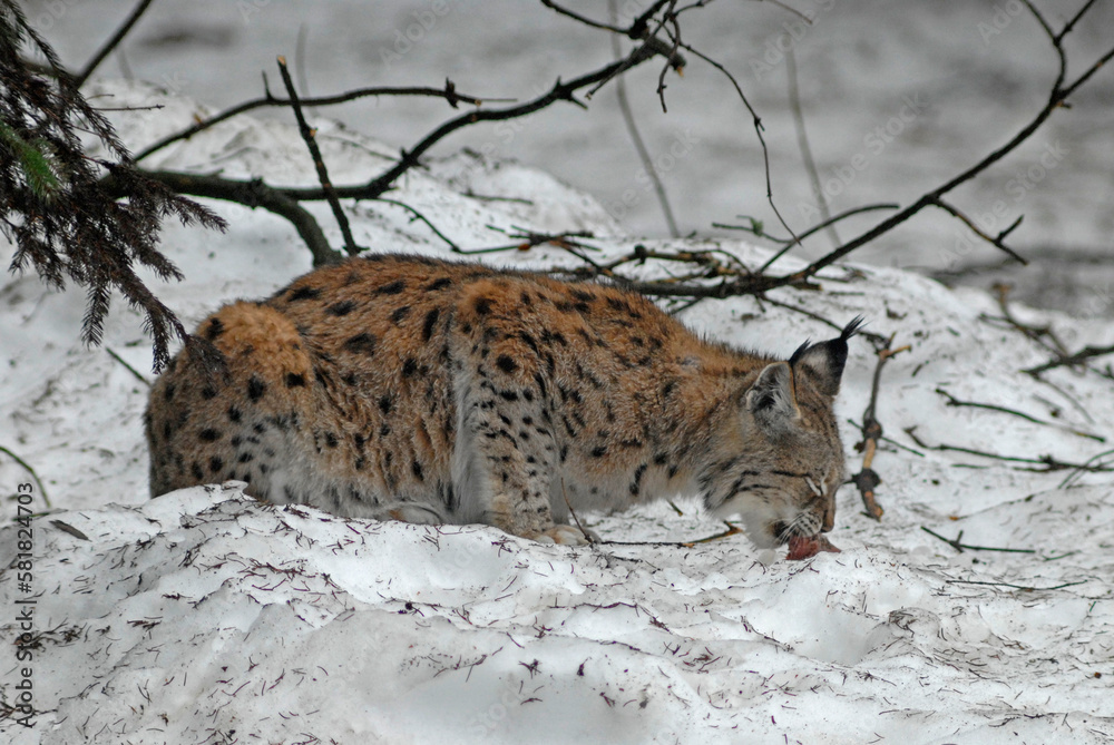 Obraz premium Lynx boreal, Lynx lynx