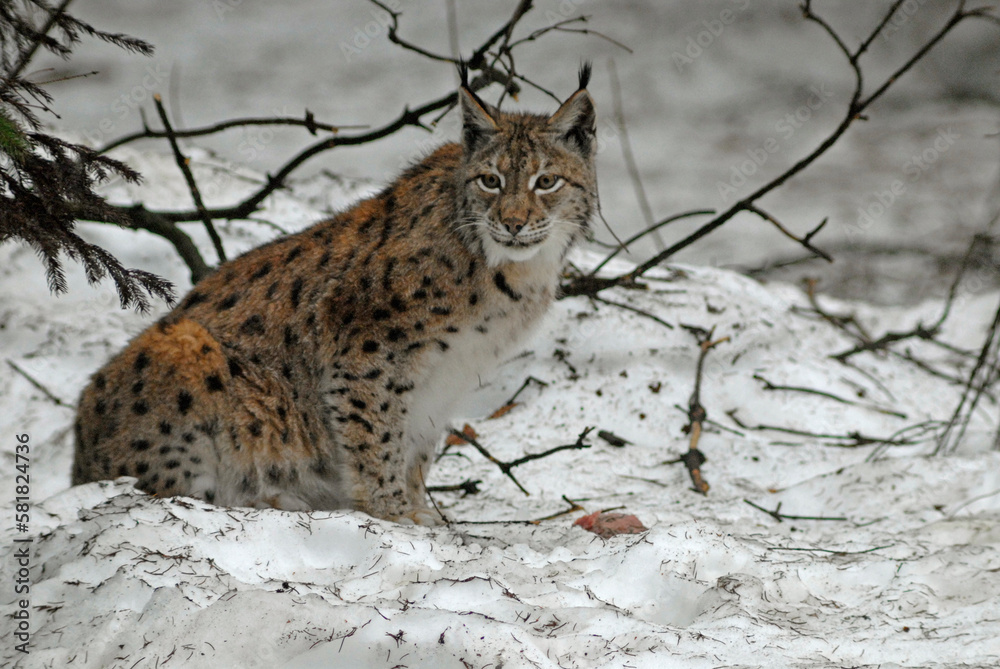 Obraz premium Lynx boreal, Lynx lynx