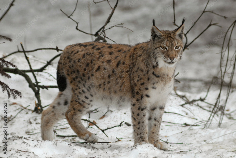 Lynx boreal, Lynx lynx