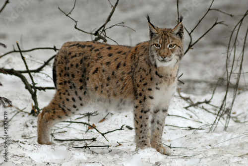 Lynx boreal  Lynx lynx