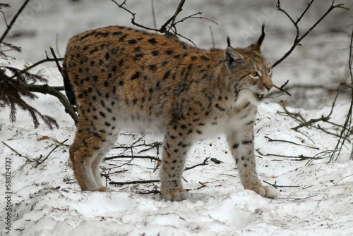 Lynx boreal, Lynx lynx © JAG IMAGES