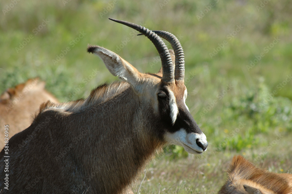 Antilope rouanne , Hippotragus equinus, Afrique