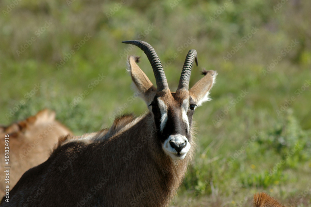 Antilope rouanne , Hippotragus equinus, Afrique Antilope rouanne , Hippotragus equinus, Afrique