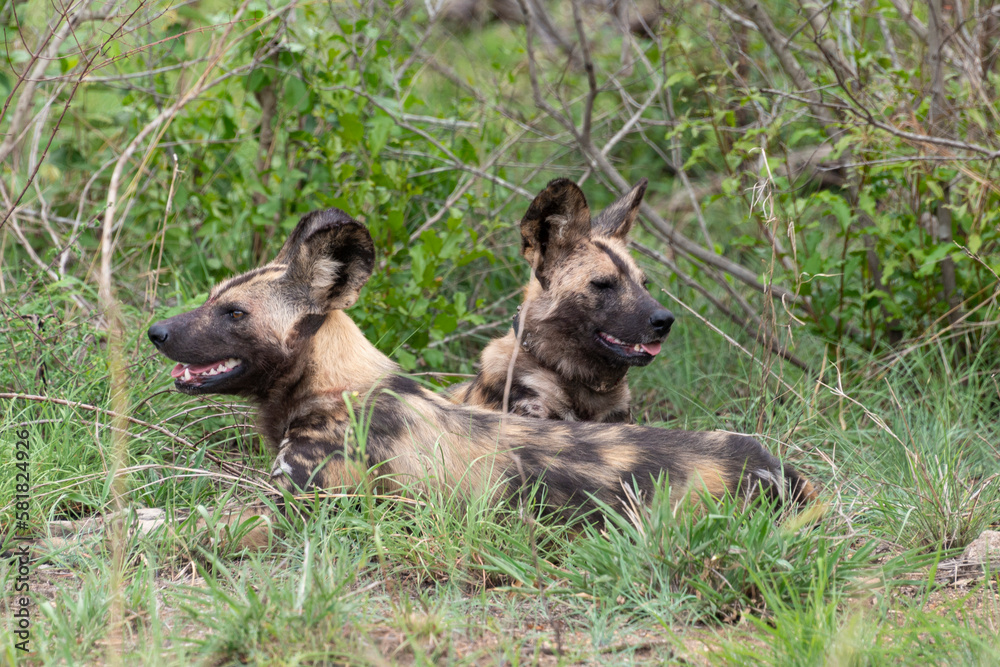 Lycaon, Lycaon pictus, Parc national Kruger, Afrique du Sud Lycaon, Lycaon pictus, Parc national Kruger, Afrique du Sud