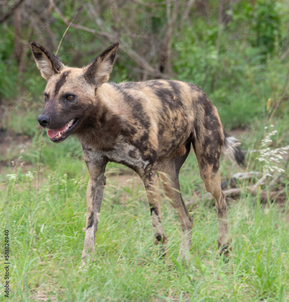 Fototapeta premium Lycaon, Lycaon pictus, Parc national Kruger, Afrique du Sud