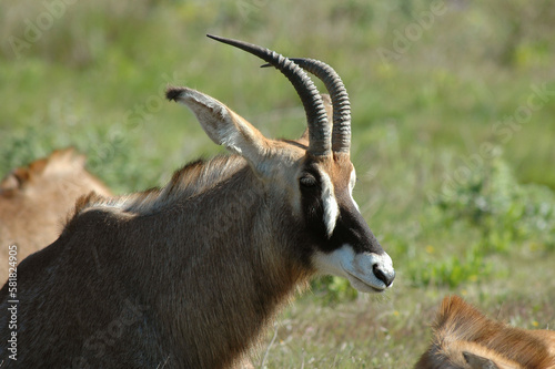 Antilope rouanne , Hippotragus equinus, Afrique photo