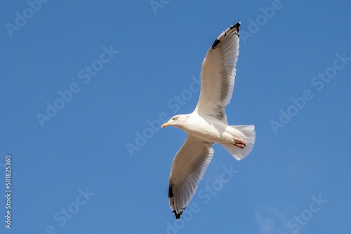 Close-up shot of a seagull flying in a clear blue sky