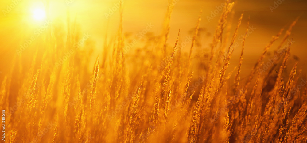 Majestic view of summer golden wild field background in morning sunny beams. Dramatic beauty scene. Majestic view of summer golden wild field background in morning sunny beams. Dramatic beauty scene.