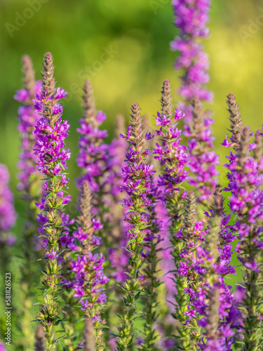 Summer Flowering Purple Loosestrife, Lythrum tomentosum on a green blured background.