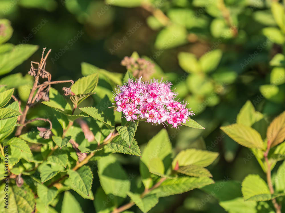 Flowers of Spiraea japonica double play pink, the Japanese meadowsweet, Japanese spiraea or Korean spiraea. It is a plant in the family Rosaceae. Flowers of Spiraea japonica double play pink, the Japanese meadowsweet, Japanese spiraea or Korean spiraea. It is a plant in the family Rosaceae.