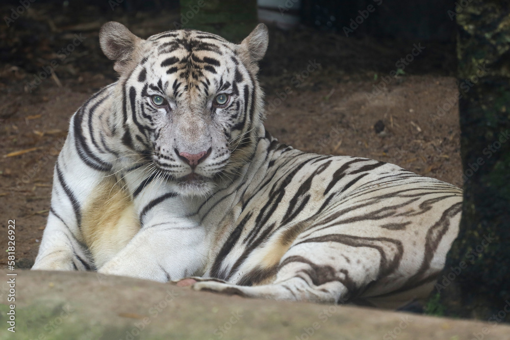 Fototapeta premium Close up white tiger is sit down and rest on floor