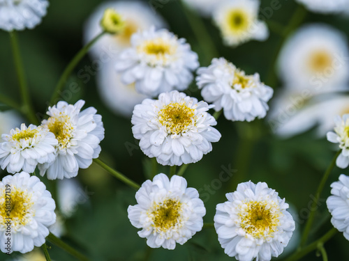 Colourful Feverfew Flowers  Tanacetum parthenium. Beautiful white and yellow