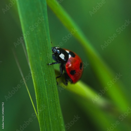 Vibrant, red ladybird perched on top of a green leaf,