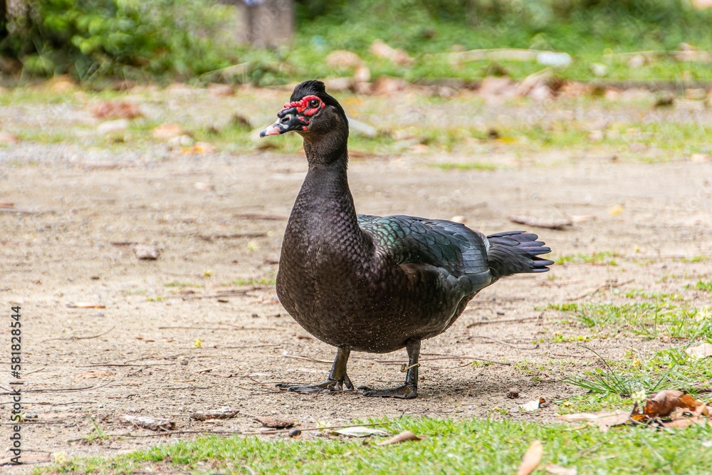 Closeup shot of a Domestic Muscovy duck in a park Closeup shot of a Domestic Muscovy duck in a park