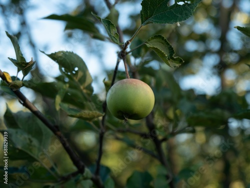 Green fruit on a tree in the garden