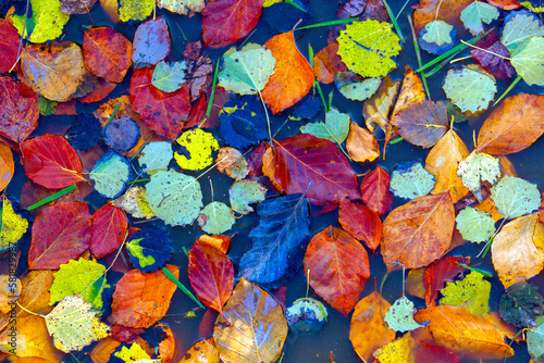 Colorful fallen leaves dip into the water © ffolas