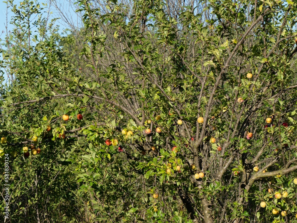 Fototapeta premium Closeup of an Antonovka tree with apples and sunlight on