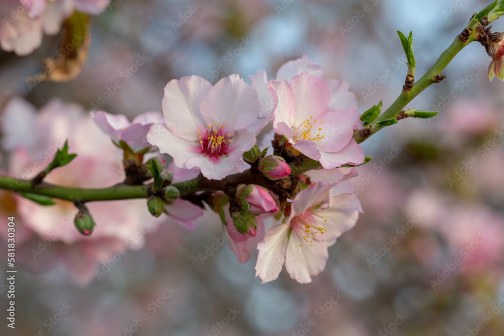 Obraz premium Pink blooming almond (Amygdalus communis) close-up at sunset. Almond orchard near Latrun. israel. Selective soft focus.