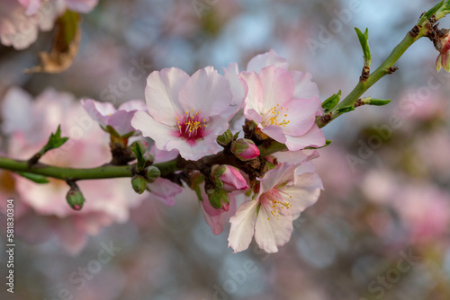 Pink blooming almond (Amygdalus communis) close-up at sunset. Almond orchard near Latrun. israel. Selective soft focus.