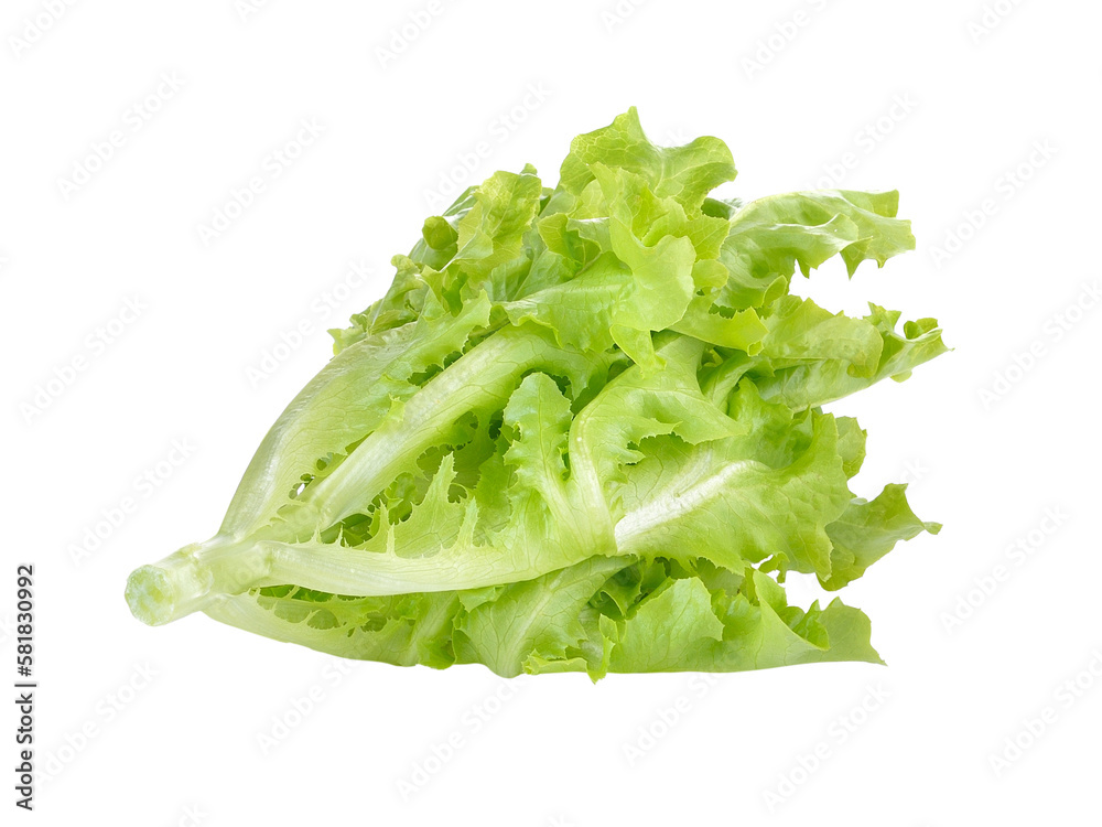 Fresh green lettuce on transparent png Fresh green lettuce on transparent png