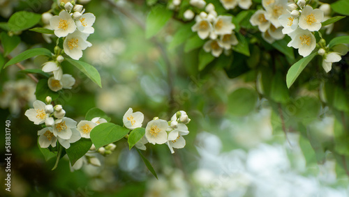 Beautiful jasmine blooming branch on a bush in a spring day against blurred bokeh background. Good for spring festive banner with blurred copy space. 