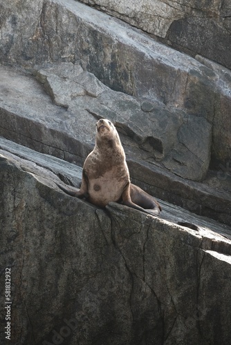 Vertical shot of a sea lion on a rock in Alaska in sunny weather