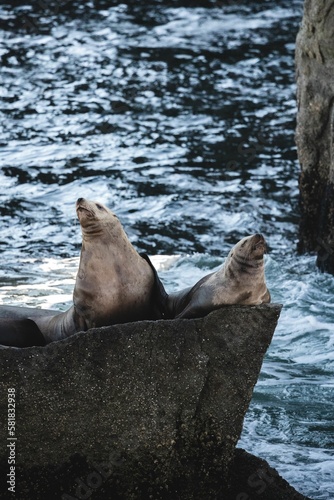 Vertical shot of big sea lions on a rock in Alaska in sunny weather