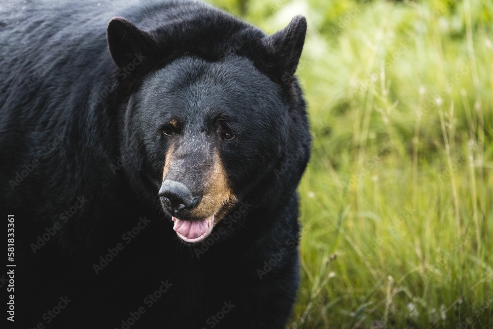 Closeup view of a Himalayan black bear in a park in Alaska on a blurred background Closeup view of a Himalayan black bear in a park in Alaska on a blurred background