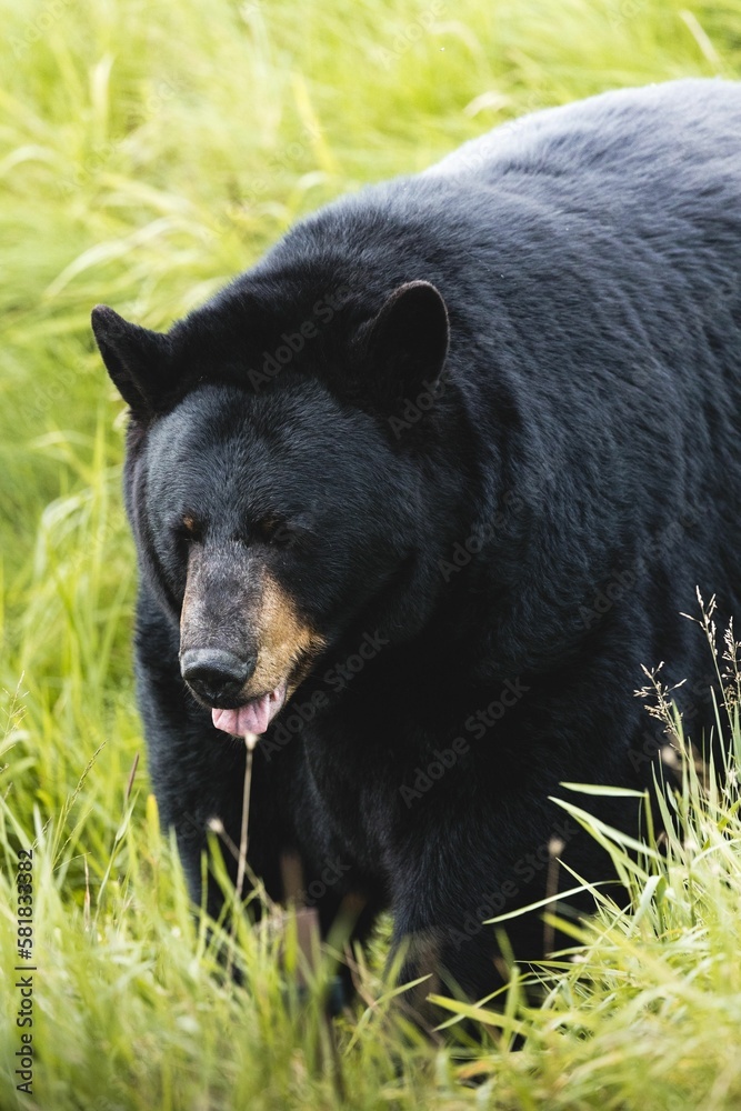 Vertical shot of a Himalayan black bear in a park in Alaska surrounded by green nature Vertical shot of a Himalayan black bear in a park in Alaska surrounded by green nature