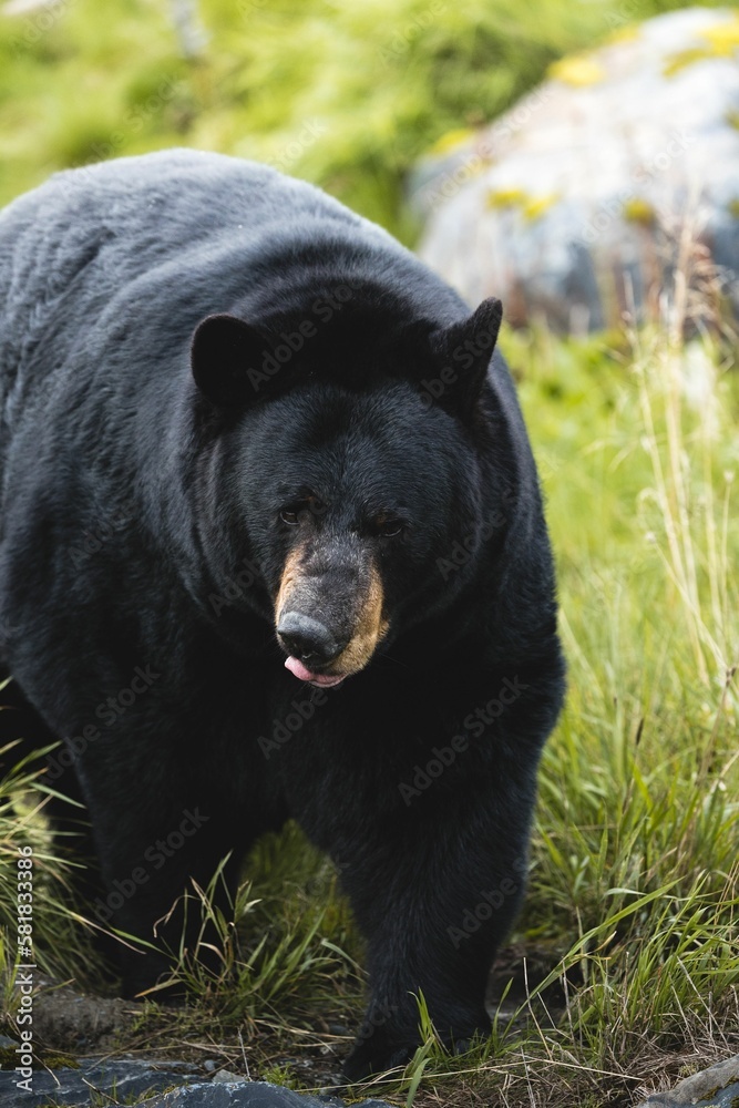 Vertical shot of a Himalayan black bear in a park in Alaska surrounded by green nature Vertical shot of a Himalayan black bear in a park in Alaska surrounded by green nature