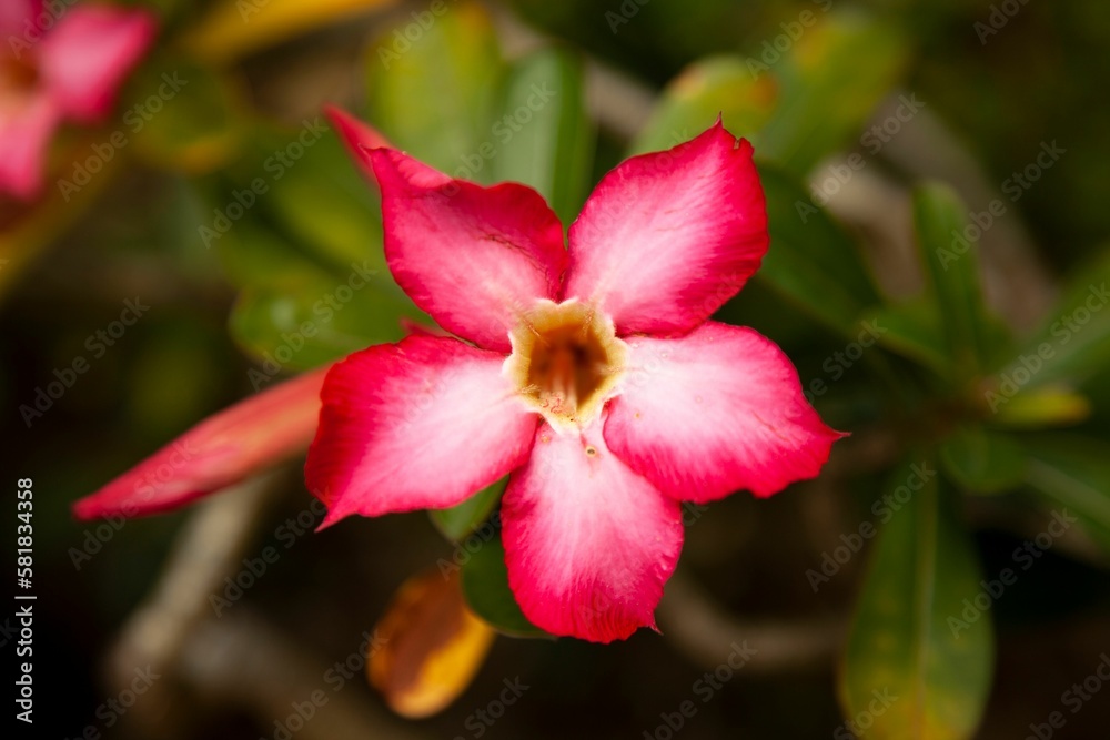 Closeup of a desert rose (Adenium obesa) on a bush against blurred background Closeup of a desert rose (Adenium obesa) on a bush against blurred background