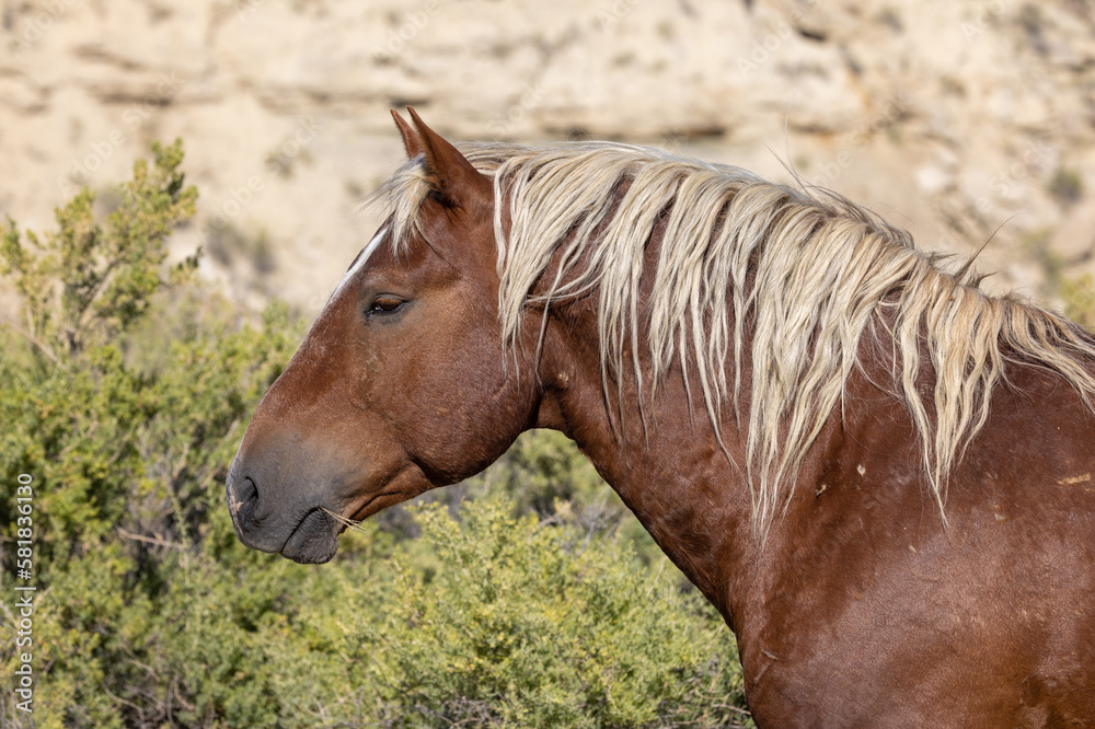 Fototapeta premium Wild Horse in the Wyoming Desert in Autumn