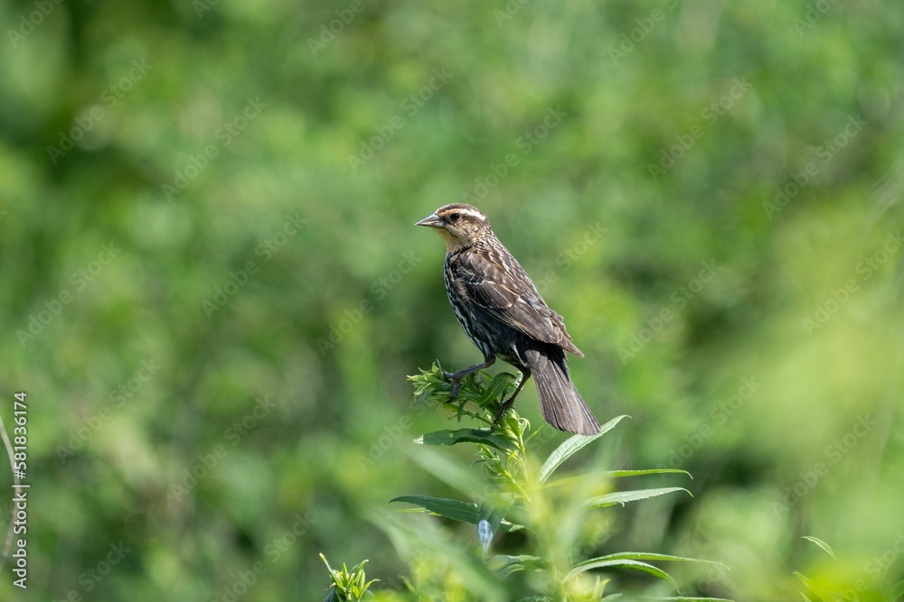 Side view of a red winged blackbird perched on a tree branch against a blurred green background Side view of a red winged blackbird perched on a tree branch against a blurred green background