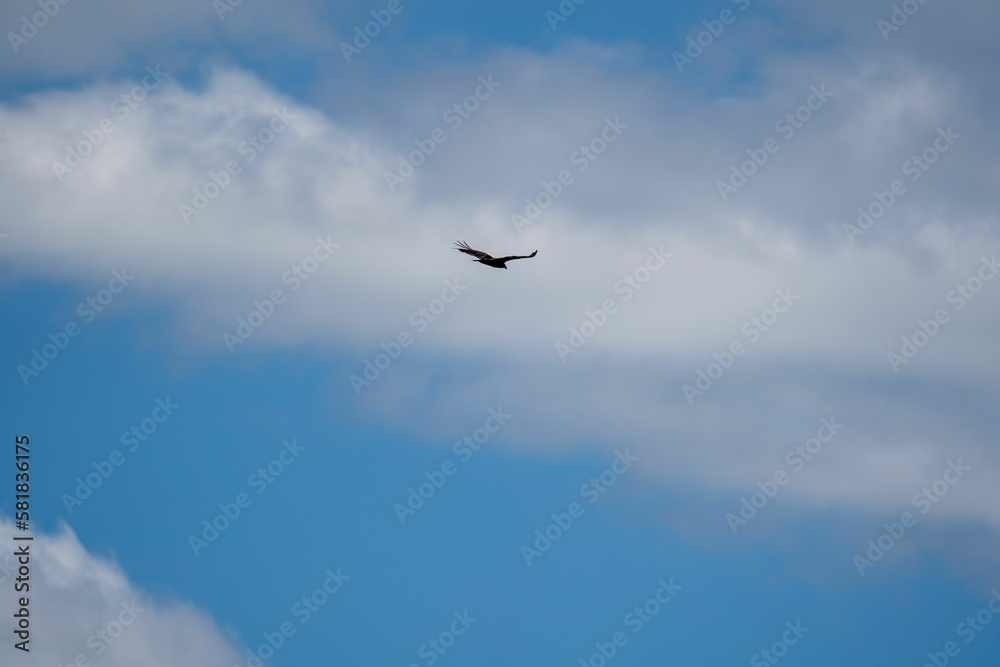 Bald eagle flying with wide spread wings on blue sky background Bald eagle flying with wide spread wings on blue sky background