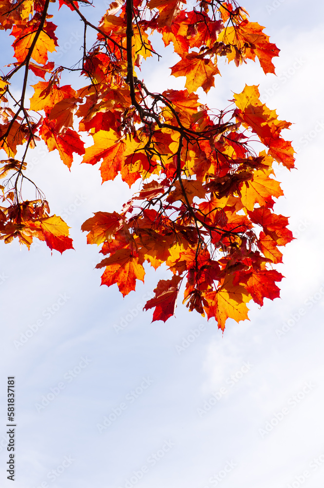 Maple tree (Acer platanoides) in autumn colors, sky background. Maple tree (Acer platanoides) in autumn colors, sky background.