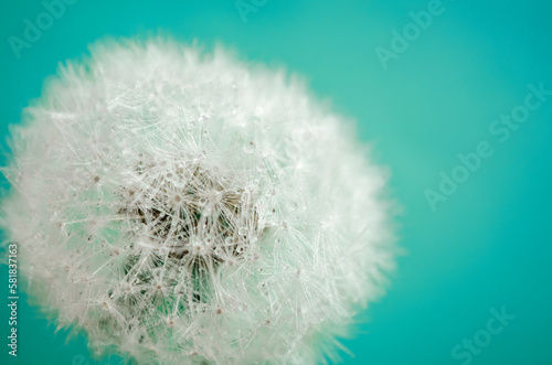 White closed bud of a dandelion. Dandelion seeds with water drops on blue background