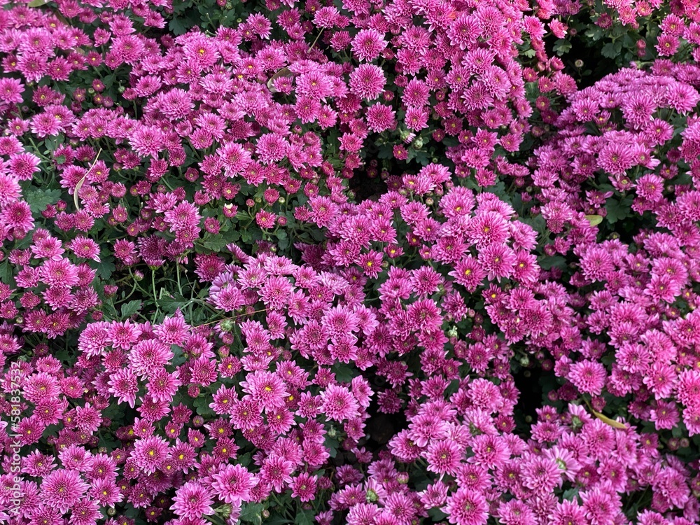 Beautiful view of Chrysanthemums in the garden