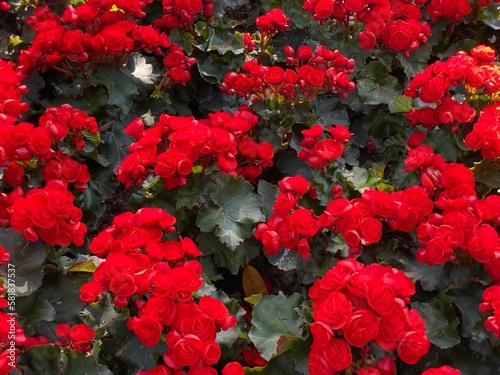 Beautiful view of Begonias in the garden