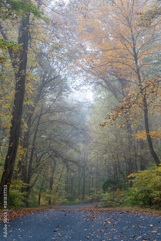 Vertical shot of a trail through a misty autumn forest