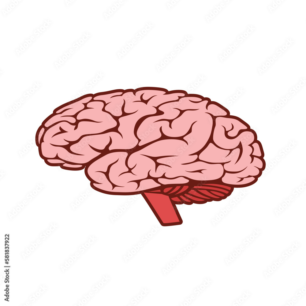 Human Brain isolated on white background vector illustration Human Brain isolated on white background vector illustration