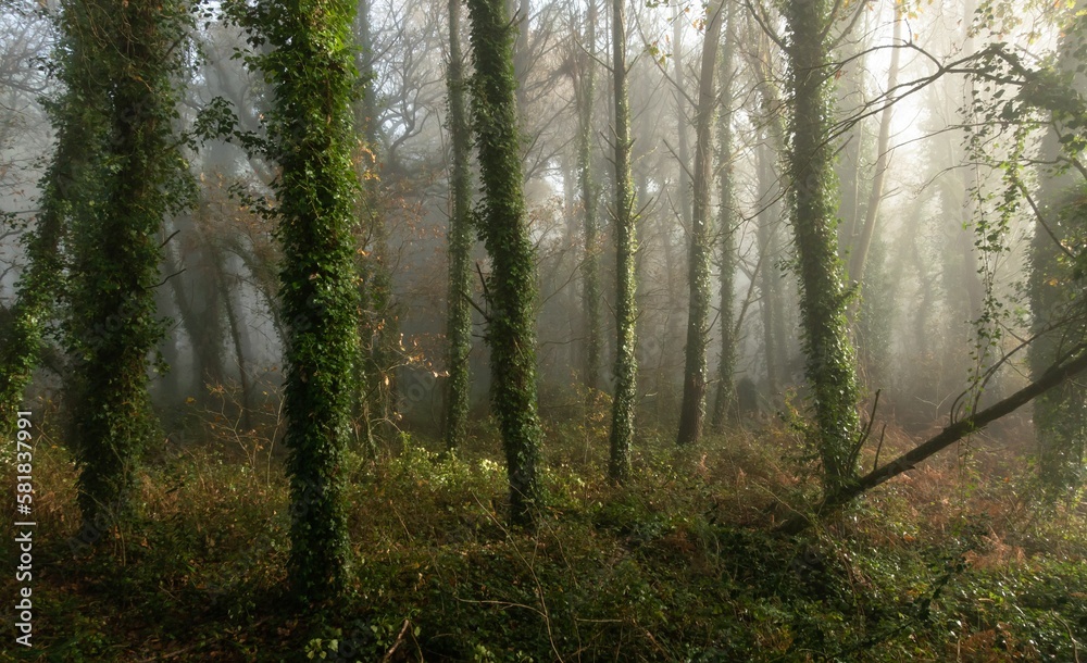 Beautiful view of a foggy forest in Galicia, Spain
