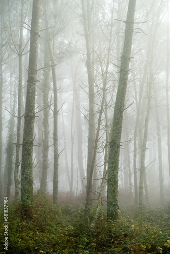 Beautiful view of a foggy forest in Galicia  Spain