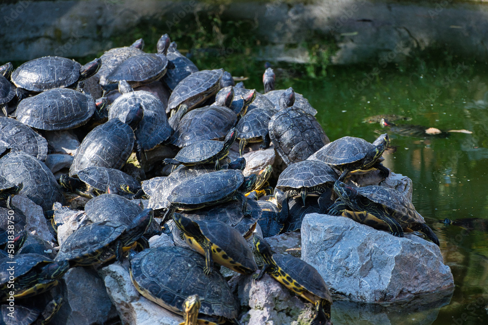 Beautiful shot of several water turtles near the lake Beautiful shot of several water turtles near the lake