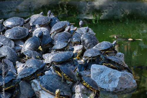 Beautiful shot of several water turtles near the lake