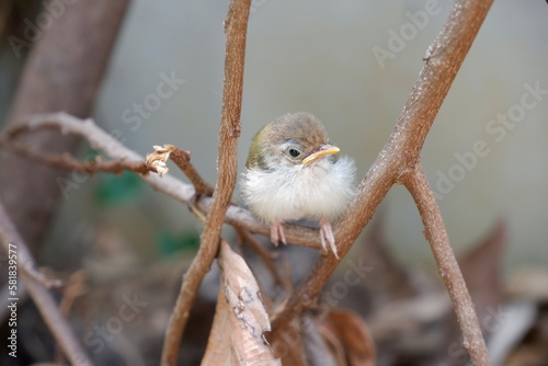 The young Common tailorbird has just come out of the nest and hangs alone on a branch.