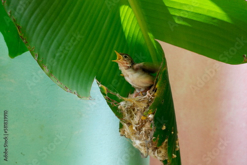 Young common tailorbird shrieked as they saw their parents from the nest they had built in the banana leaf.