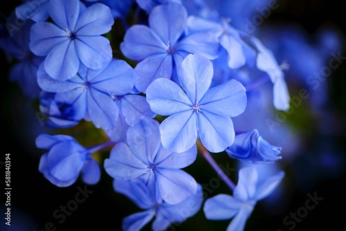 Closeup shot of blue flowers on a blurred background © Aderly De La Cruz/Wirestock Creators